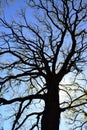 Sessile oak silhouette. Irish oak Royalty Free Stock Photo