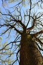 Sessile oak silhouette trunk. Irish oak