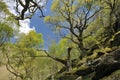 Sessile Oak Woodland Royalty Free Stock Photo