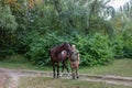 Session of hippotherapy for Ukrainian soldiers who were in combat zones in Kyiv, Ukraine