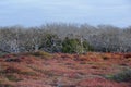 Sesuvium plants Sesuvium edmondstonii and Palo Santo Bursera graveolens trees. North Seymour Island, Galapagos Islands Royalty Free Stock Photo