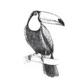 Vector hand-drawn illustration of Toco Toucan. Black and white sketch of bird of South America isolated on white.