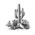 Vector hand-drawn illustration of desert cacti. Black and white sketch of plants of America. Royalty Free Stock Photo