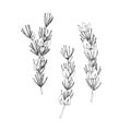 Vector hand-drawn illustrations of rooibos sprigs. Black and white sketch of ingredient for herbal tea. Royalty Free Stock Photo