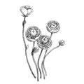 Vector hand-drawn illustrations of a ranunculus bouquet. Black and white sketch of flowers. Royalty Free Stock Photo