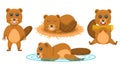 Set Abstract Collection Flat Cartoon Different Animal Beaver Gnaws A Log Stand Sleep Swim Vector Design Style Elements Fauna