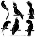 Set of abstract silhouettes of parrots, isolated, for logo, on a white background