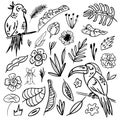 Set of abstract simple line doodle hand draw tropical jungle leaves and birds. Vector isolated elements. Tropical flat design with Royalty Free Stock Photo