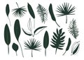 Set of abstract tropical leaves. Vector isolated stock elements on a white background. Silhouette floral foliage. Exotic flat Royalty Free Stock Photo