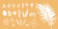 Set of abstract tropical plants. Vector hand-drawn elements in boho style Royalty Free Stock Photo