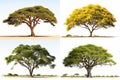 set of acacia trees isolated on white background Royalty Free Stock Photo