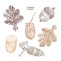 Set of acorn, hand draw vector Royalty Free Stock Photo