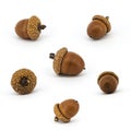 Set of acorns isolated