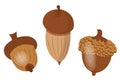 Set of acorns. Seeds, fruits of oak. Icons in cartoon style. Vector illustration isolated Royalty Free Stock Photo