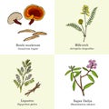Set of adaptogenic medicinal plants