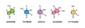 Set of adenine, thymine, guanine, cytosine, uracil chemical formulas. Adenine, thymine, guanine, cytosine, uracil