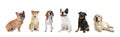 Set of adorable dogs on white
