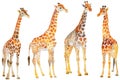Set of adorable giraffe in different poses in style watercolor, standing tall and graceful