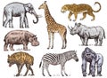 Set of African animals. Rhinoceros Elephant Giraffe Hippopotamus Leopard Hyena Western gorilla Wild zebra. Engraved hand