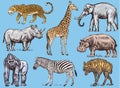 Set of African animals. Rhinoceros Elephant Giraffe Hippopotamus Leopard Hyena Western gorilla Wild zebra. Engraved hand Royalty Free Stock Photo