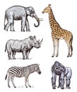 Set of African animals. Rhinoceros Elephant Giraffe Western gorilla Wild zebra. Engraved hand drawn Vintage old Royalty Free Stock Photo