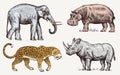 Set of African animals. Rhinoceros Elephant Hippopotamus Leopard. Engraved hand drawn Vintage old monochrome safari Royalty Free Stock Photo