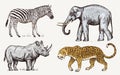 Set of African animals. Rhinoceros Elephant Leopard. Engraved hand drawn Vintage old monochrome safari sketch. Vector Royalty Free Stock Photo