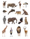 Set of African Safari Animals Isolated on White Royalty Free Stock Photo