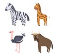 Set of African Safari Animals Ostrich, Giraffe, Buffalo and Zebra Savannah Mammal Isolated on White Background Royalty Free Stock Photo
