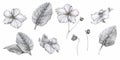 Set of African violets (saintpaulia). Hand-drawn graphics.