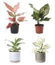 Set of Aglaonema plants for house on white background