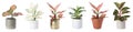 Set of Aglaonema plants for house on white background. Banner design Royalty Free Stock Photo