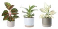 Set of Aglaonema plants for house on white. Banner design Royalty Free Stock Photo