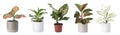 Set of Aglaonema plants for house on white. Banner design