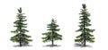 Set of Alaska Cedar trees  with shadow on the floor Royalty Free Stock Photo