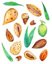 Set of almonds and leaves in different views. Hand drwn watercolor illustration