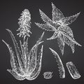 Set of Aloe vera hand drawn patterns with lives and flower in white color isolated on chalk board background. Retro Royalty Free Stock Photo