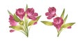 Set of alstroemeria branches. Beautiful Peruvian Lilly. Pink bright flowers for background design, invitations