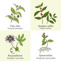 Set of amazonian edible and medicinal plants