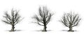 Set of American beech trees in the winter with shadow on the floor on white background Royalty Free Stock Photo