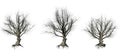 Set of American beech trees in the winter on white background Royalty Free Stock Photo