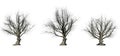 Set of American beech trees in the winter on white background Royalty Free Stock Photo