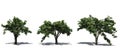 Set of American Elm trees in the summer with shadow on the floor on white background Royalty Free Stock Photo