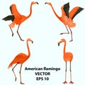 Set of american red flamingos - dancing, standing