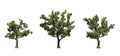 Set of American Sycamore trees in the summer on white background