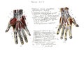 Set of anatomy human muscles and bones. Hand drawn watercolor illustration. Isolated on white. Body, people, man, woman Royalty Free Stock Photo