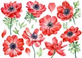 Set anemones flowers. Botanical watercolor floral illustration for design