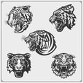 Set of angry tiger heads. Print design for t-shirt. Tattoo and sport club design.