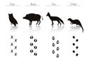 Set of Animal and Bird Trails with Name. Royalty Free Stock Photo