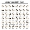 Set of animal and bird trails with name Royalty Free Stock Photo